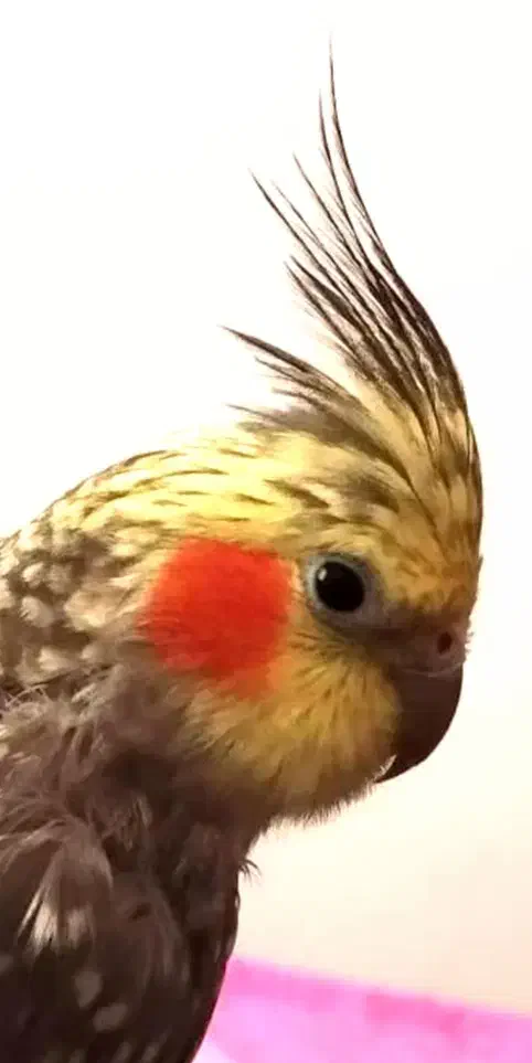 گم شدن عروس هلندی مرواریدی|حیوانات|بهشهر, |دیوار