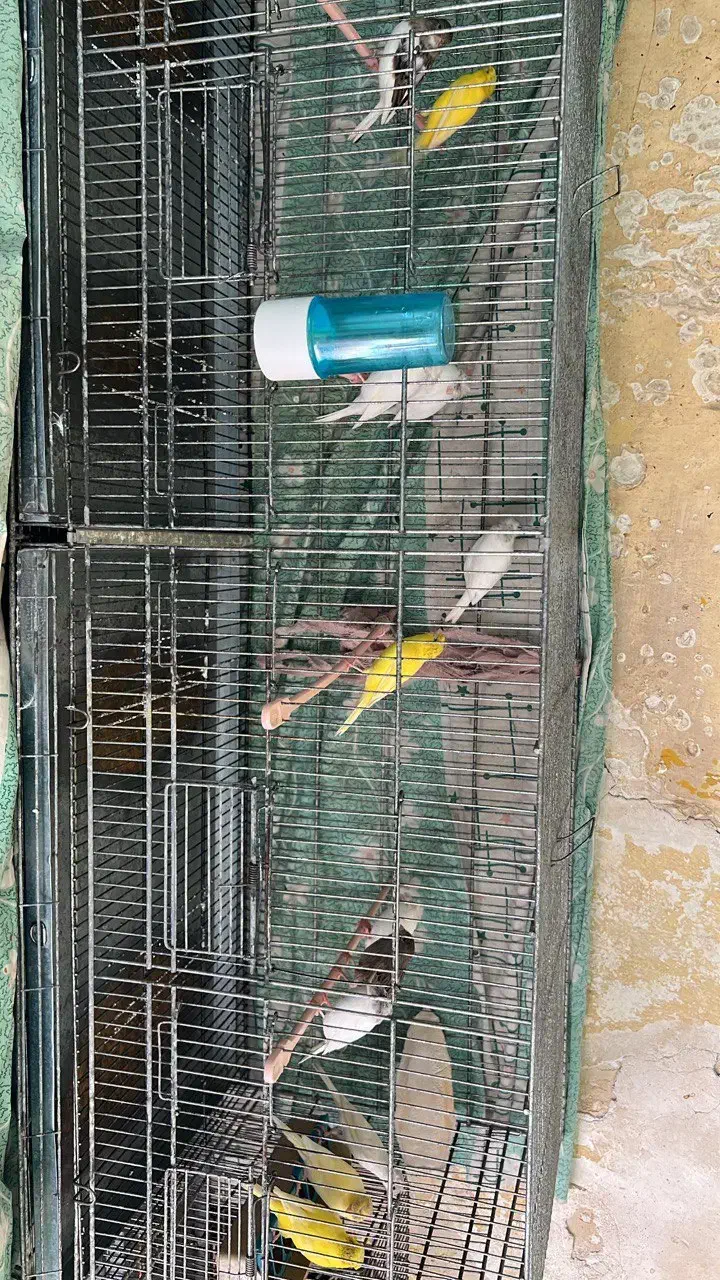 قناری ماده گلاسر|پرنده|بندرعباس, |دیوار