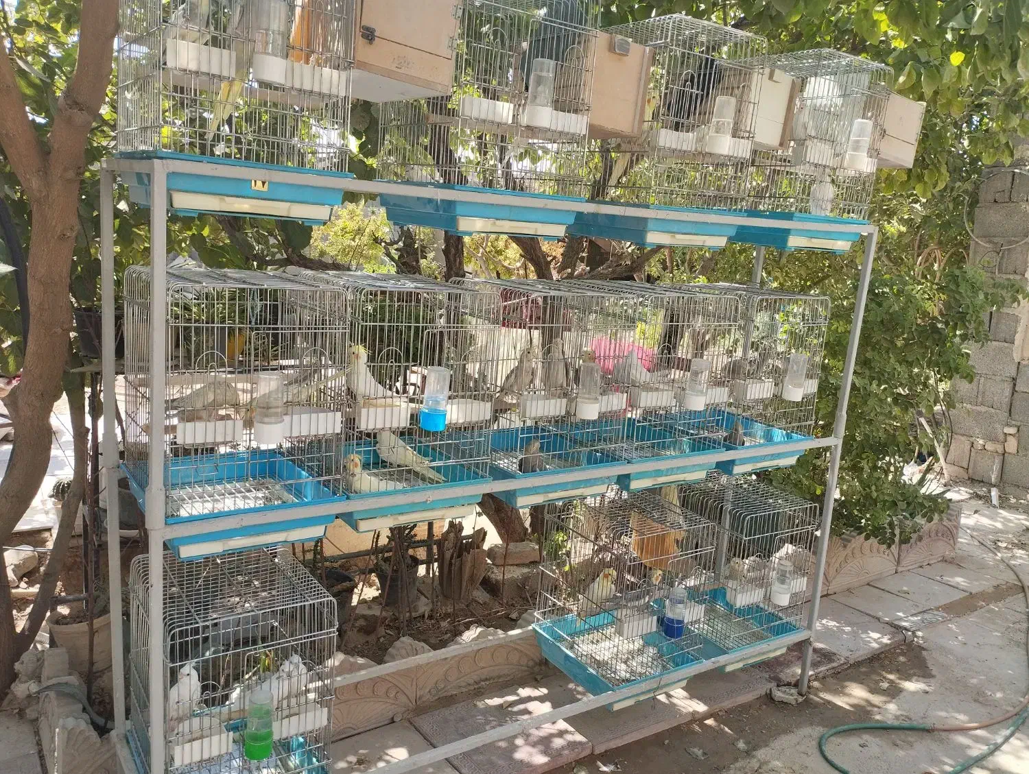 عروس هلندی|پرنده|صباشهر, |دیوار