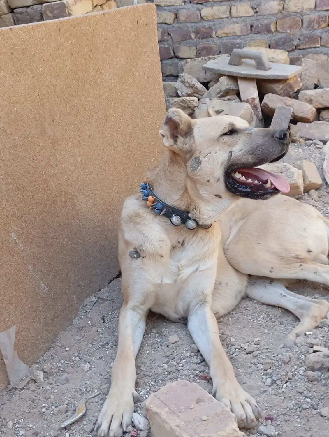 سگ نگهبان و گله زاد دار|سگ|رضویه, |دیوار