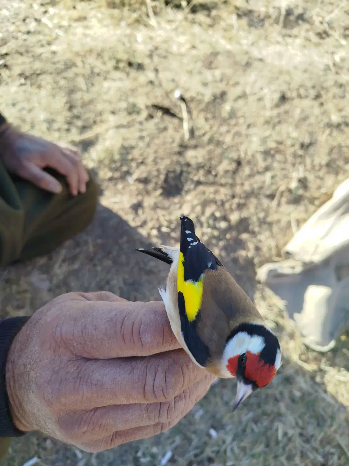 سهره غریب به تعداد|پرنده|تکاب, |دیوار