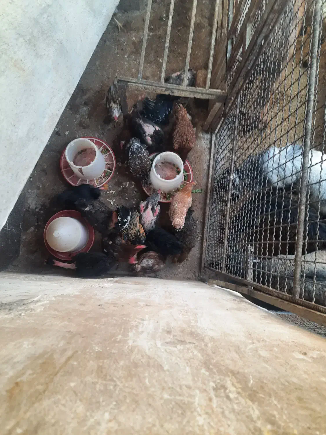 مرغ و خروس محلی|حیوانات مزرعه|سیوان, |دیوار