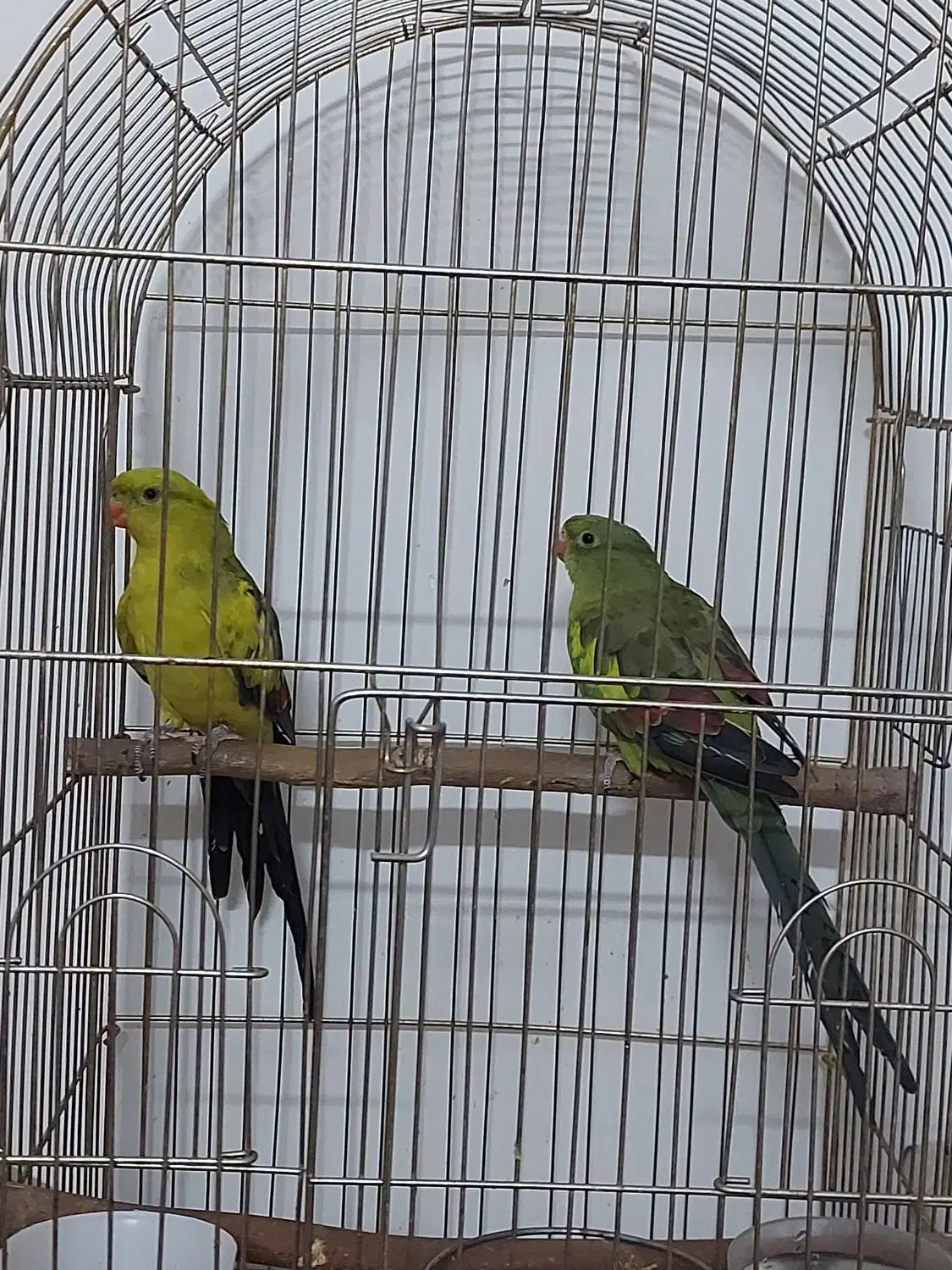 جفت طوطی نائب السلطنه و شاه طوطی|پرنده|تهران, بازار|دیوار