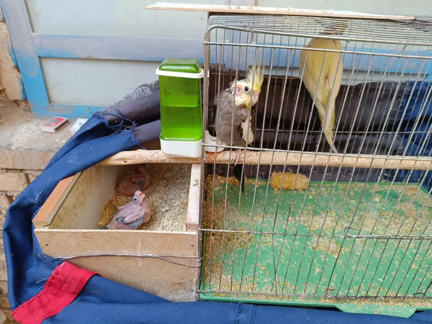 فروش عروس هلندی|پرنده|امیدیه, |دیوار