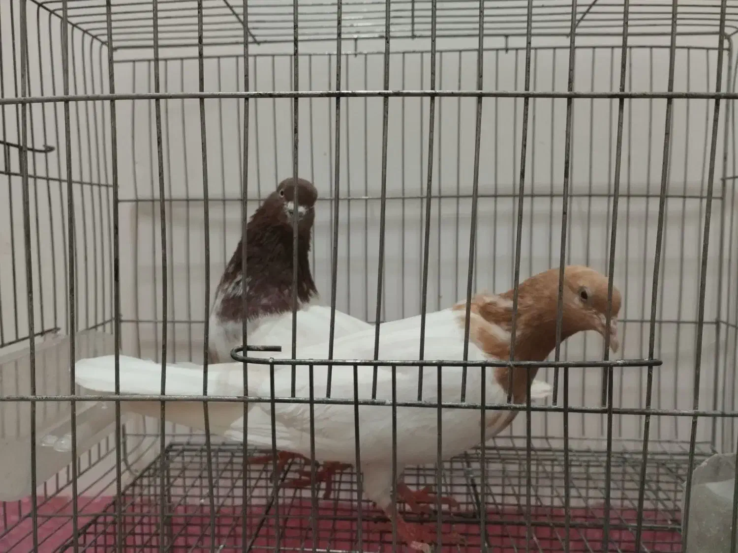 یک جفت کبوتر باشلی نروماده|پرنده|تبریز, |دیوار