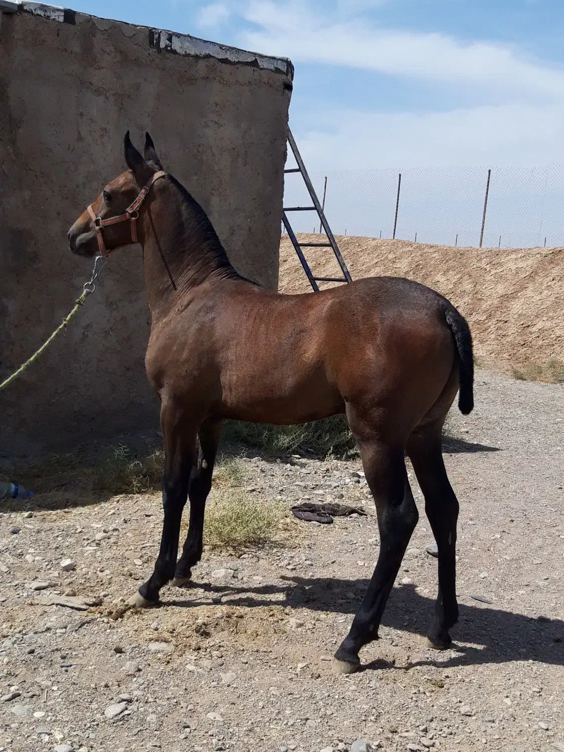 اسب فروشی|اسب و تجهیزات اسبسواری|اردکان, |دیوار