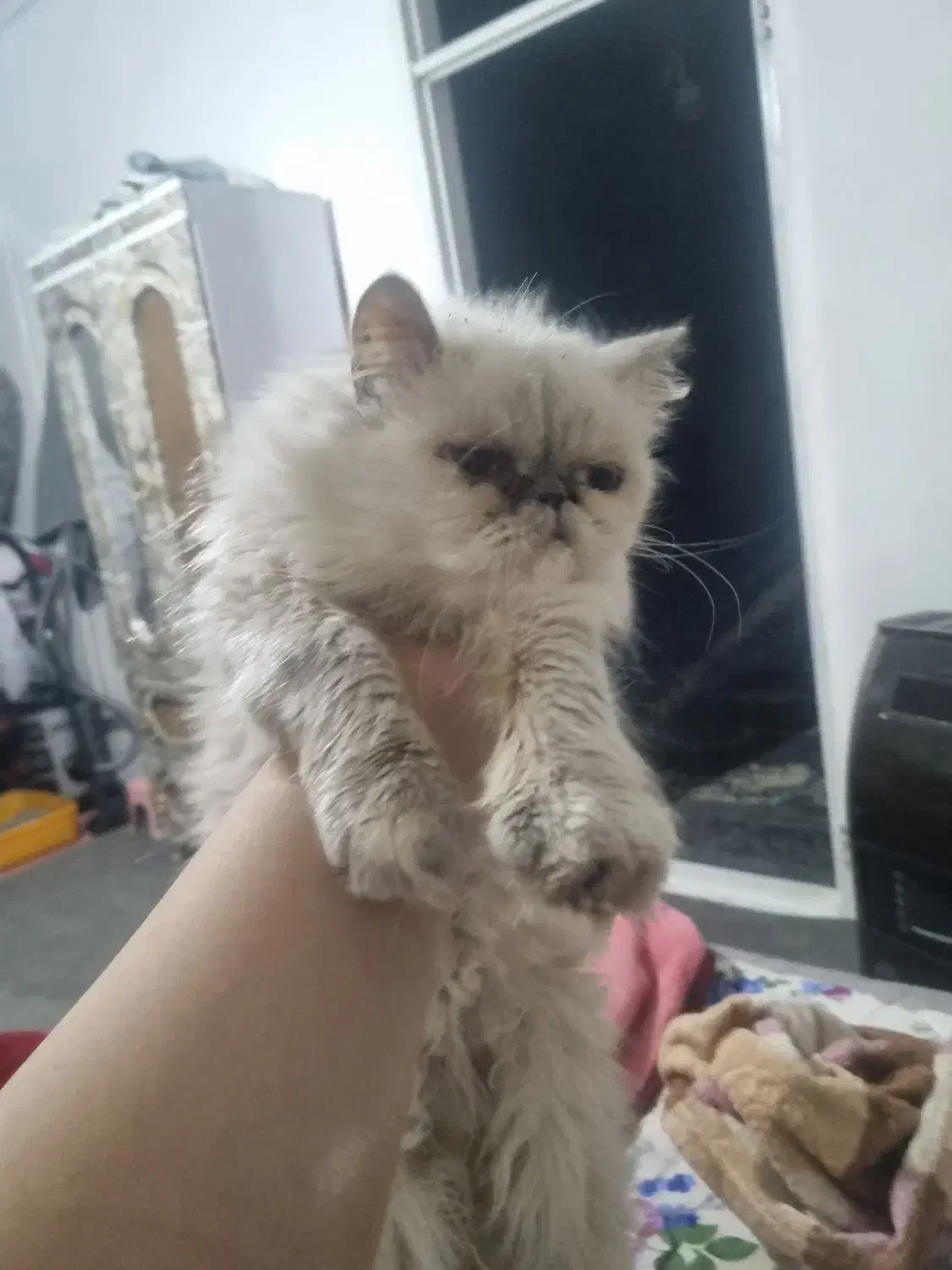 واگذاری رایگان گربه پرشین|گربه|درگز, |دیوار