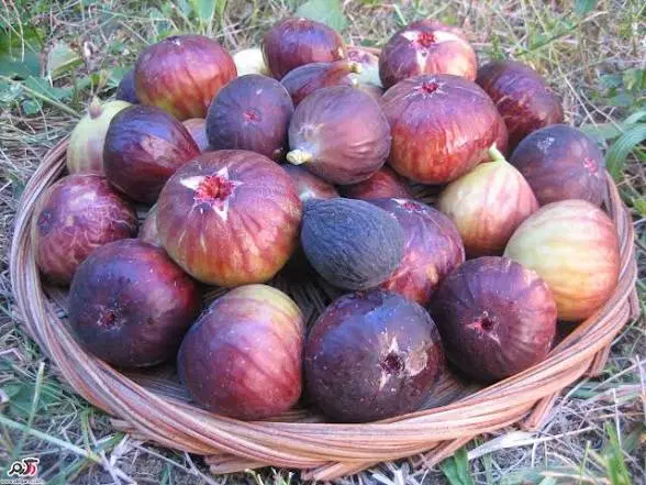 انجیر|خوردنی و آشامیدنی|خرمآباد, |دیوار