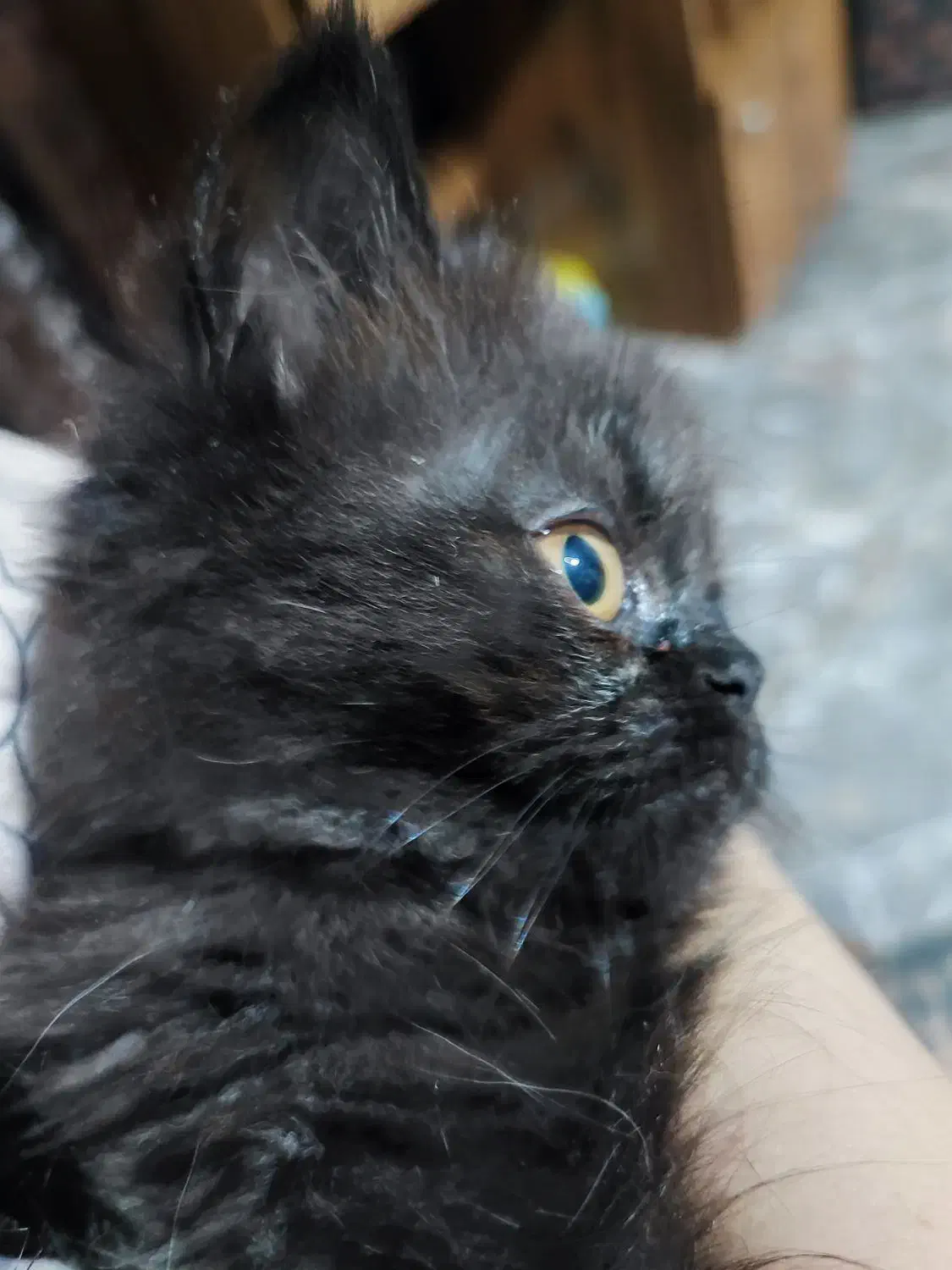 گربه|گربه|کرج, فاز ۴ مهرشهر|دیوار