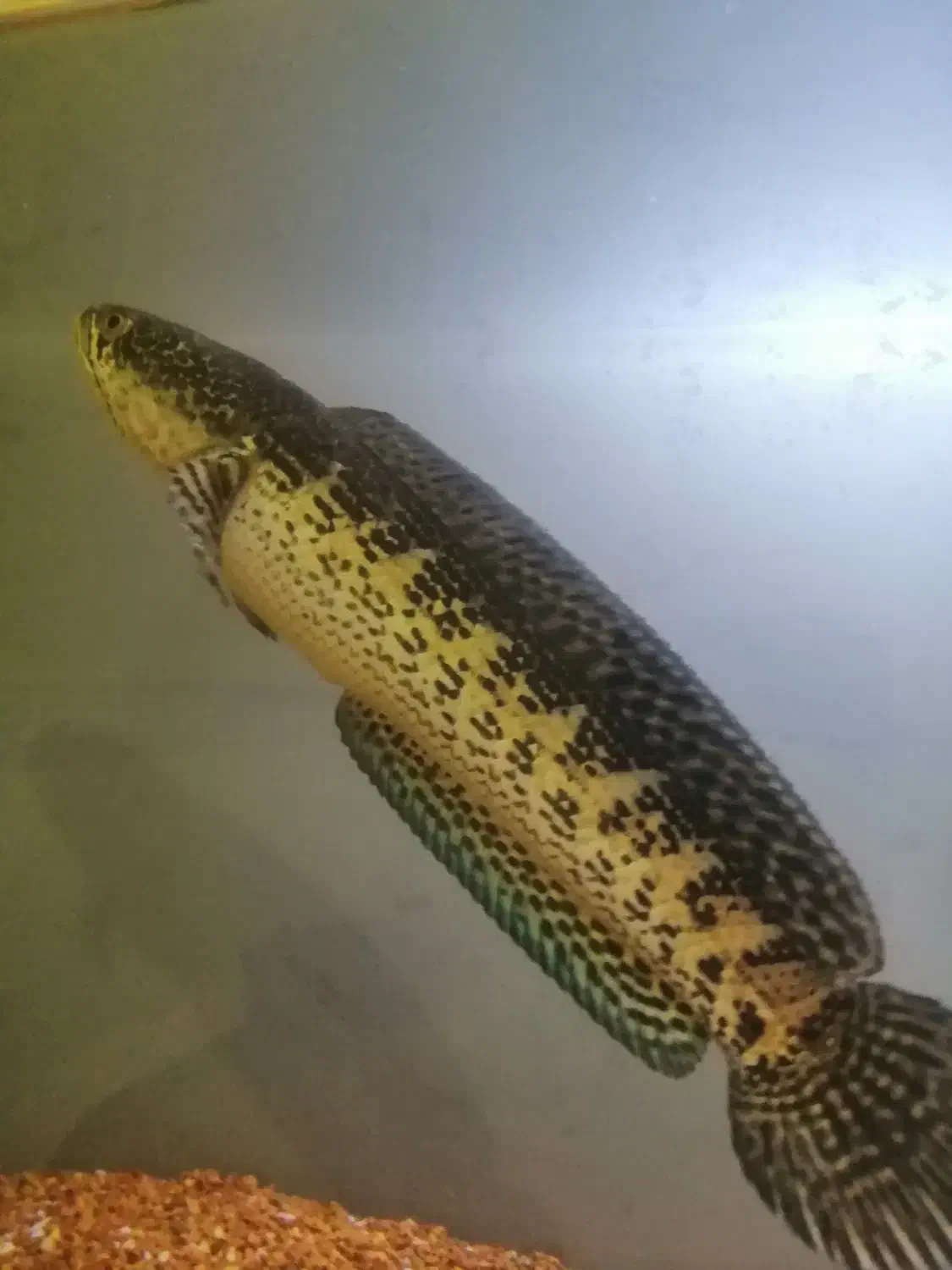 ماهی چانا گلدن کبری|ماهی|زنجان, |دیوار