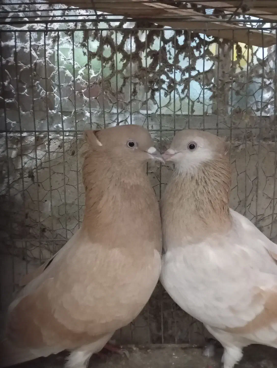 کبوتر|پرنده|بندرعباس, |دیوار