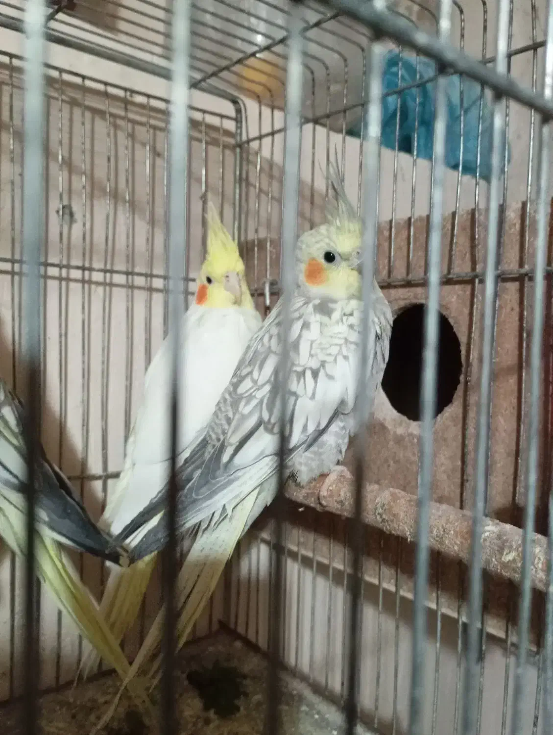 جفت عروس لوتینو گلباقالی مولد|پرنده|میاندوآب, |دیوار