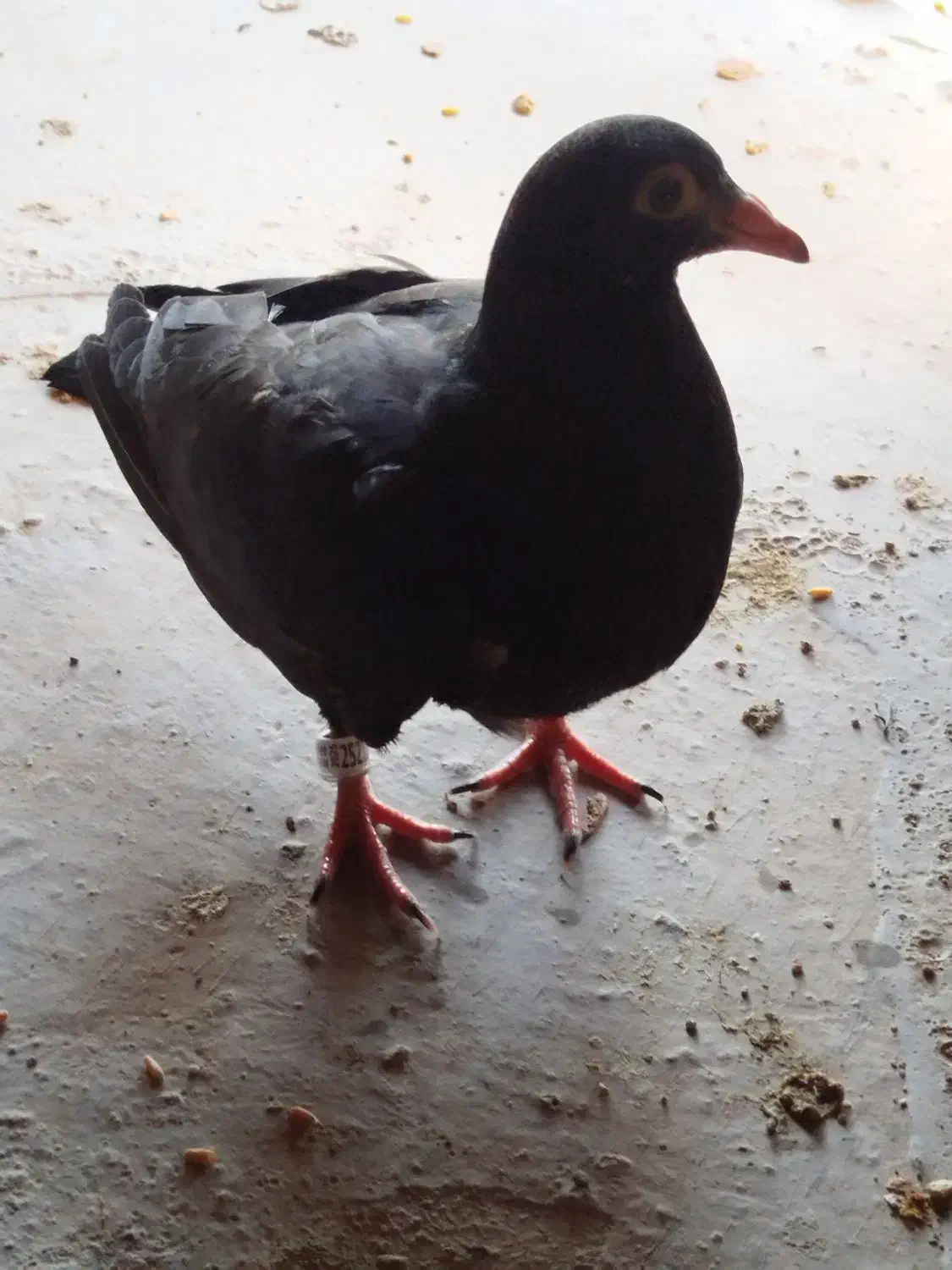 کبوتران عالی وخوب|پرنده|نیریز, |دیوار