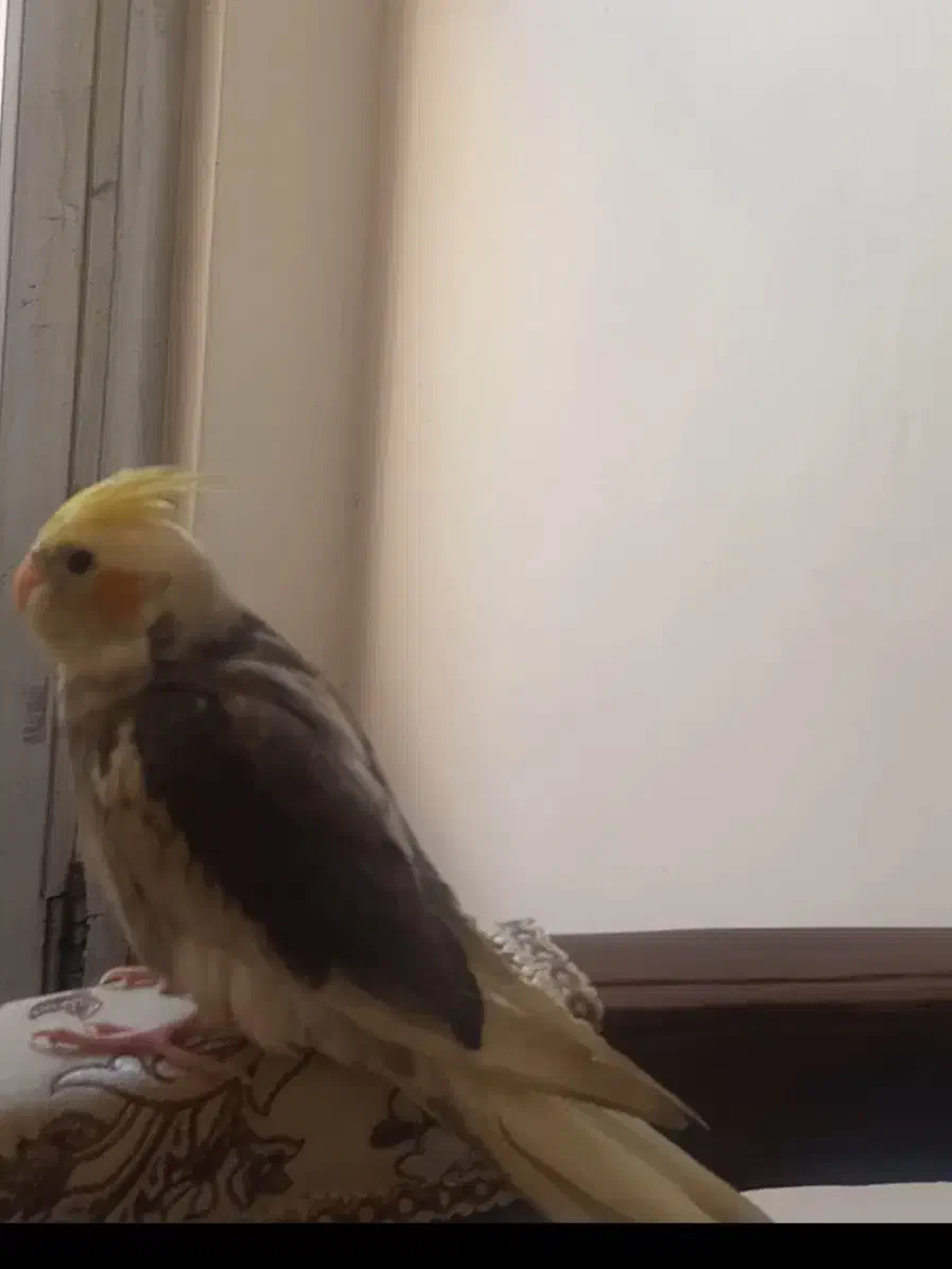 عروس هلندی گمشده|پرنده|بیرجند, |دیوار