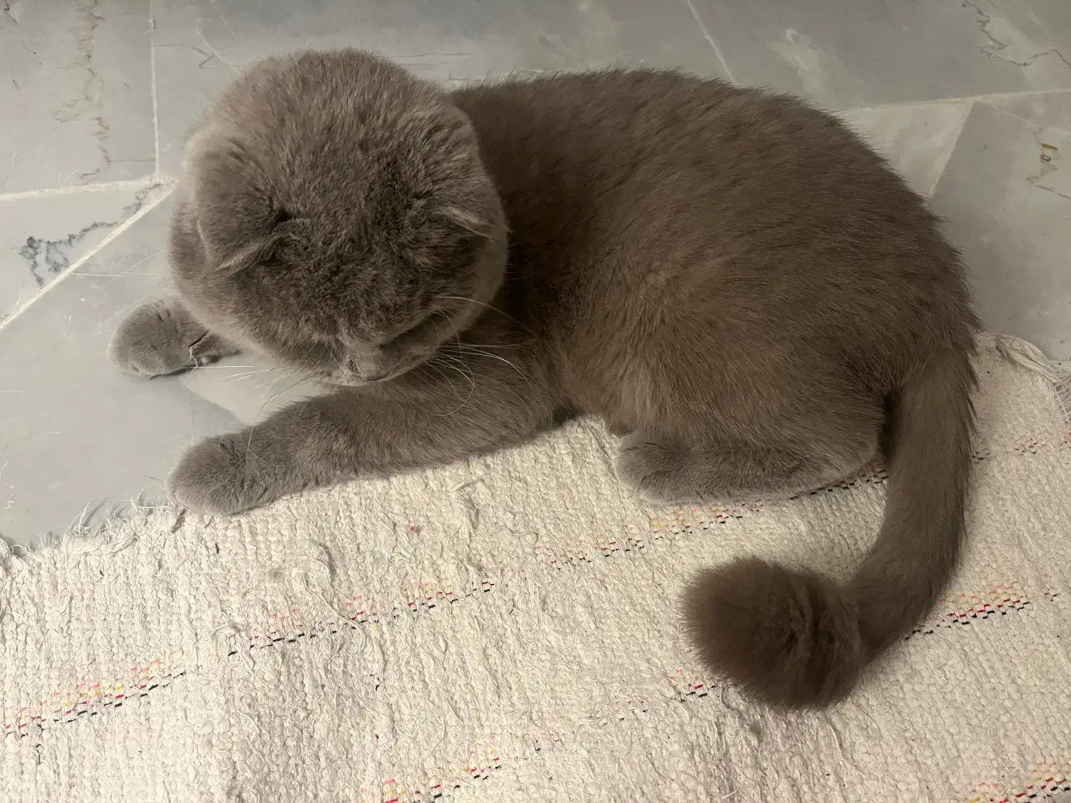 گربه نر|گربه|زنجان, |دیوار