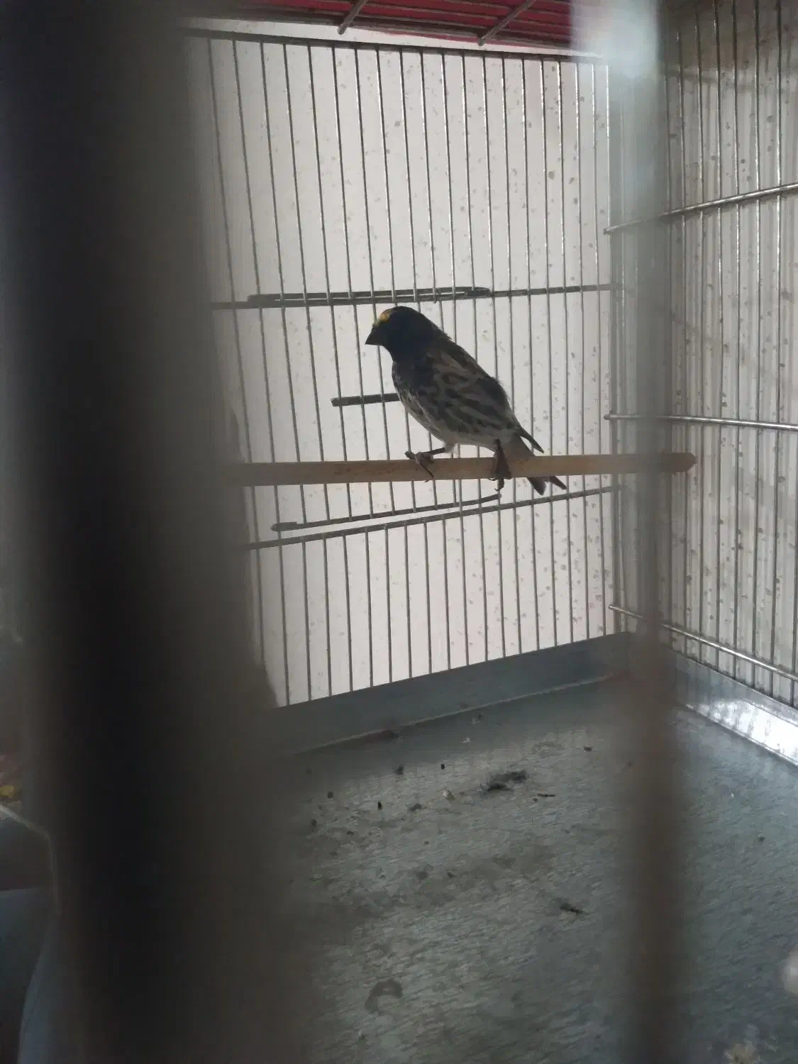 سهره قناری گلبسر نر شلاقی بخونه|پرنده|قم, ولیعصر|دیوار