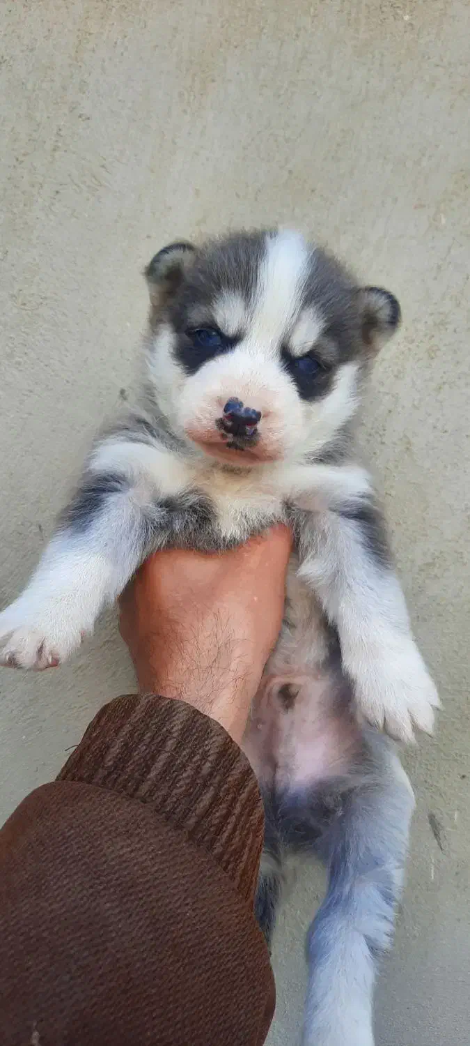 توله هاسکی سیبرین|سگ|خرم‌آباد, |دیوار