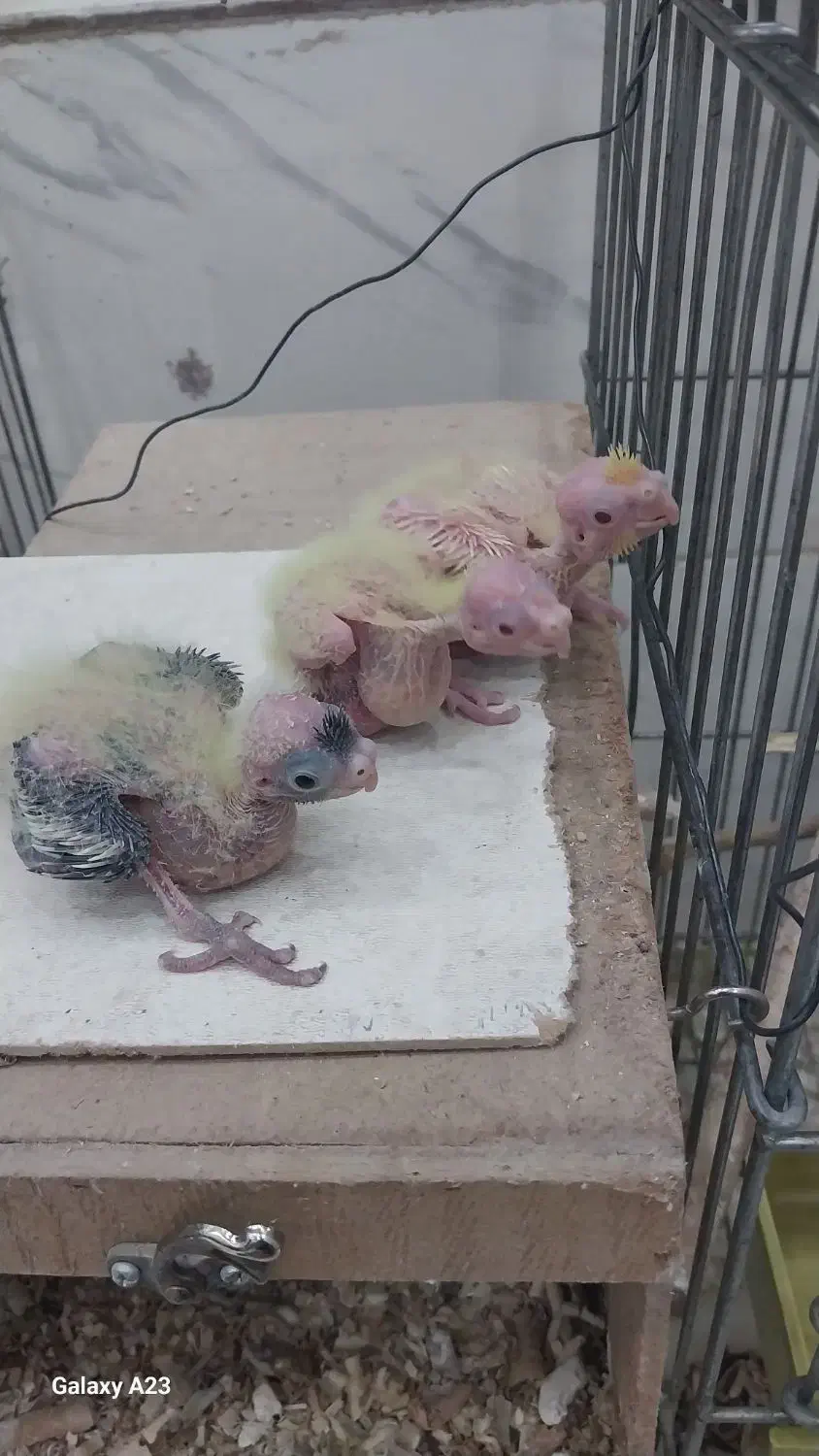 جوجه عروس هلندی خوشگل و زیبا|پرنده|شهریار, شهریار|دیوار