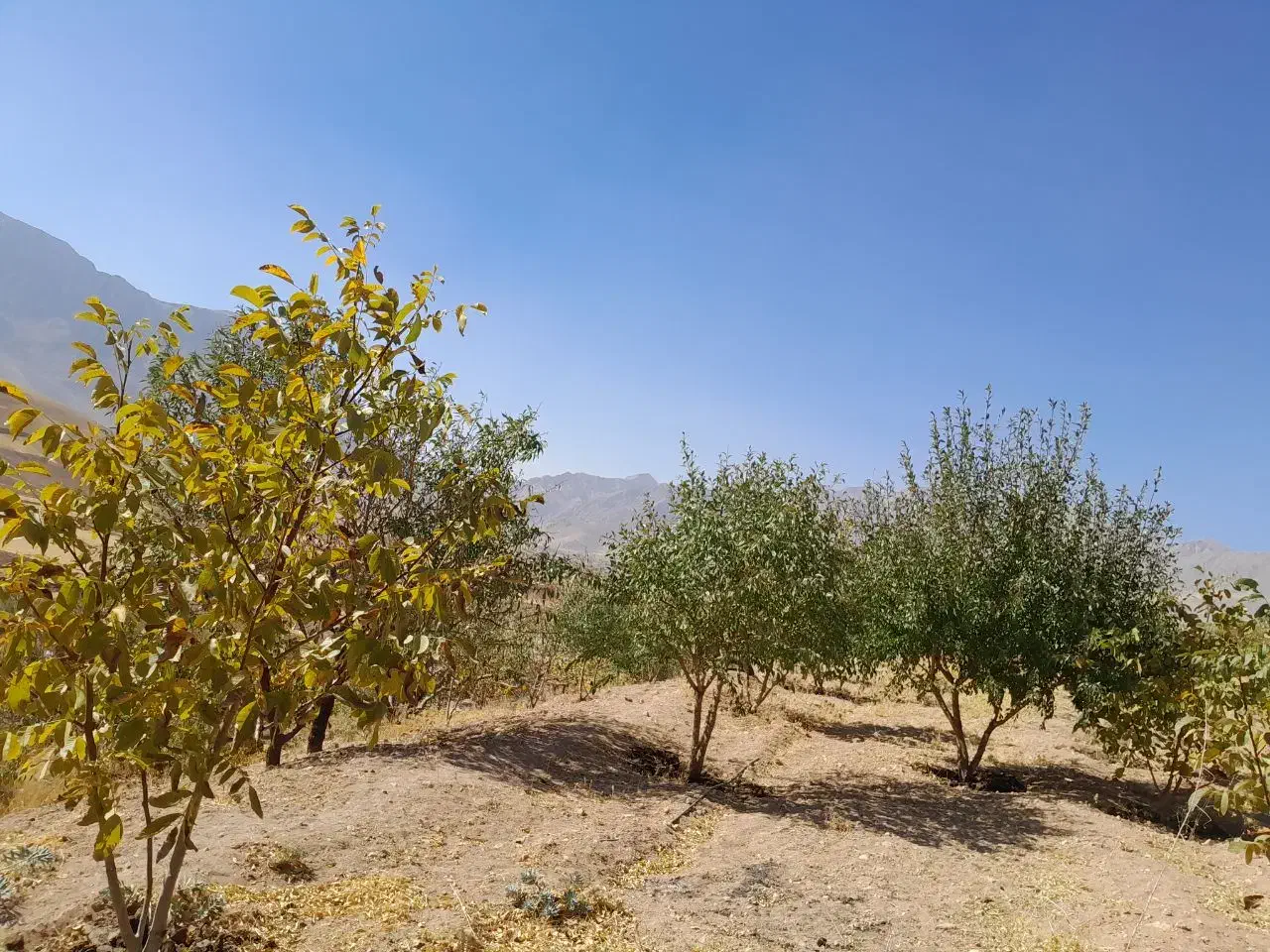 فروش باغ|فروش زمین و ملک کلنگی|سنقر, |دیوار