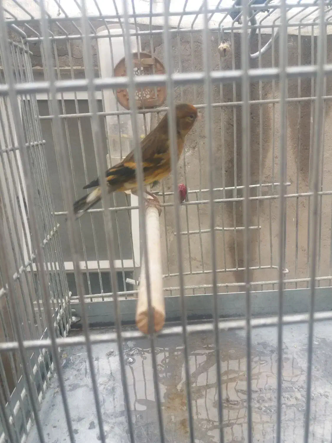 سهره قناری|پرنده|خسروشاه, |دیوار