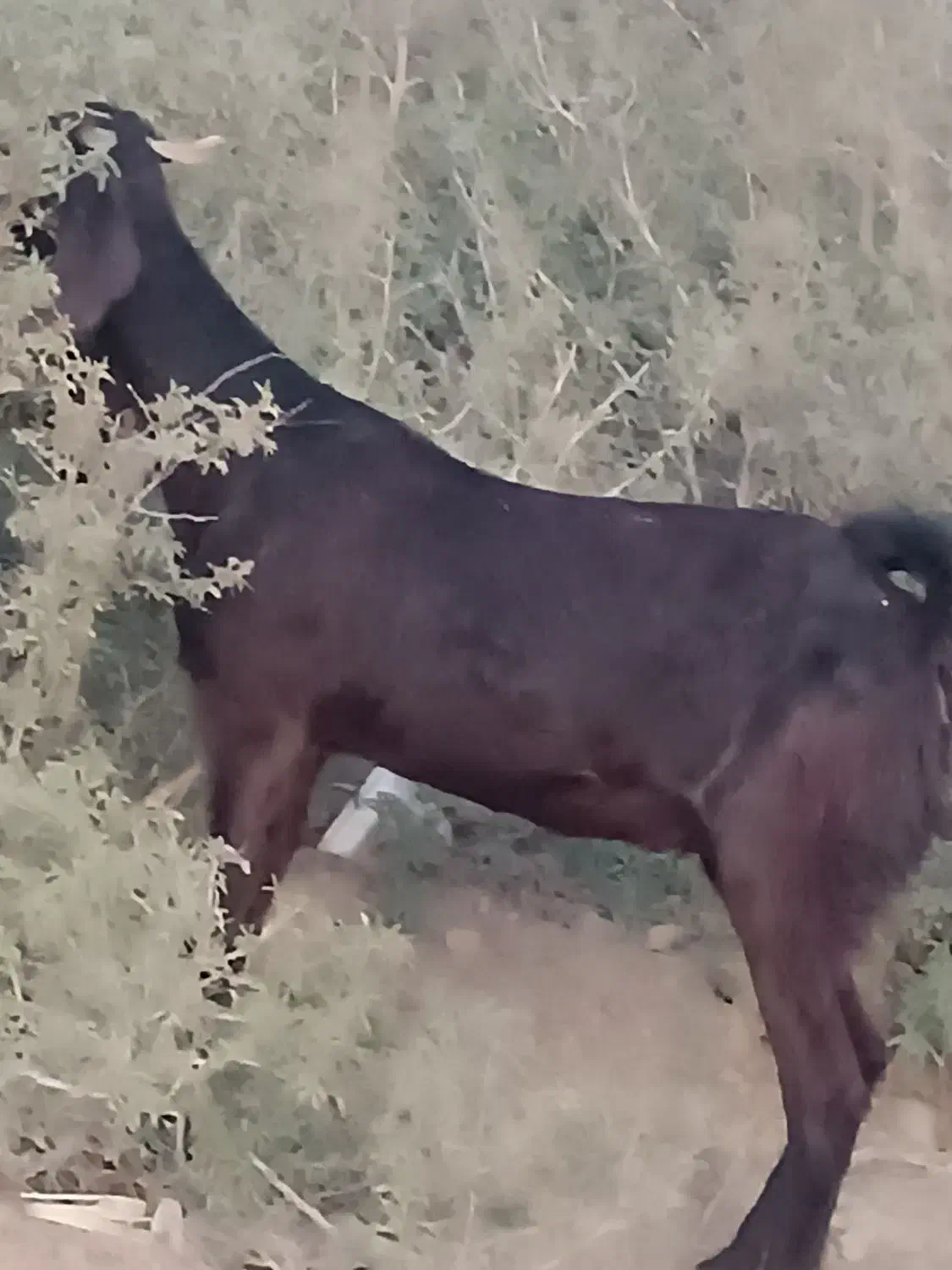 دوتا بز آبستن با بز کهره|حیوانات مزرعه|جیرفت, |دیوار