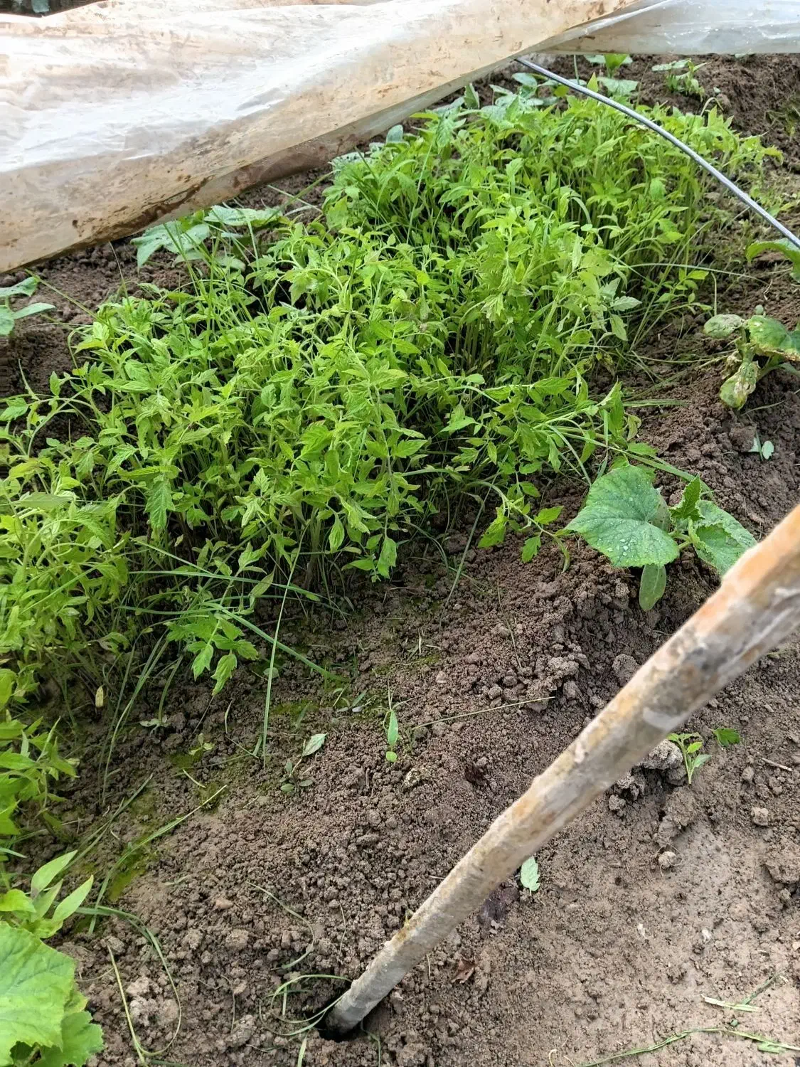 بوته گوجه|گل و گیاه طبیعی|شوشتر, |دیوار