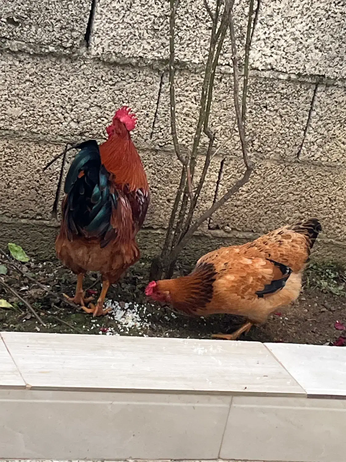 چوبر|حراج|احمدسرگوراب, |دیوار