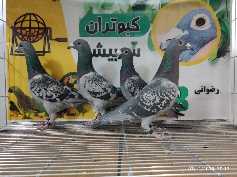 کبوتر شهرستانی|پرنده|سربیشه, |دیوار