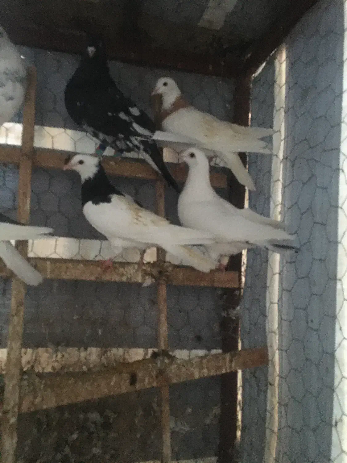 کبوتر|پرنده|بجنورد, |دیوار