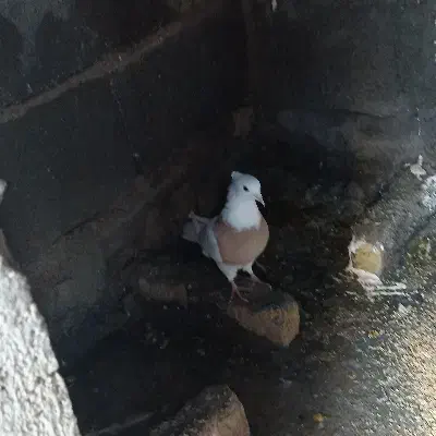 کبوتر طوقی|پرنده|دشت ذهاب, |دیوار