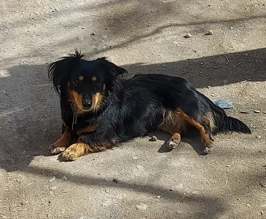 سگ گمشده|حیوانات|تبریز, |دیوار