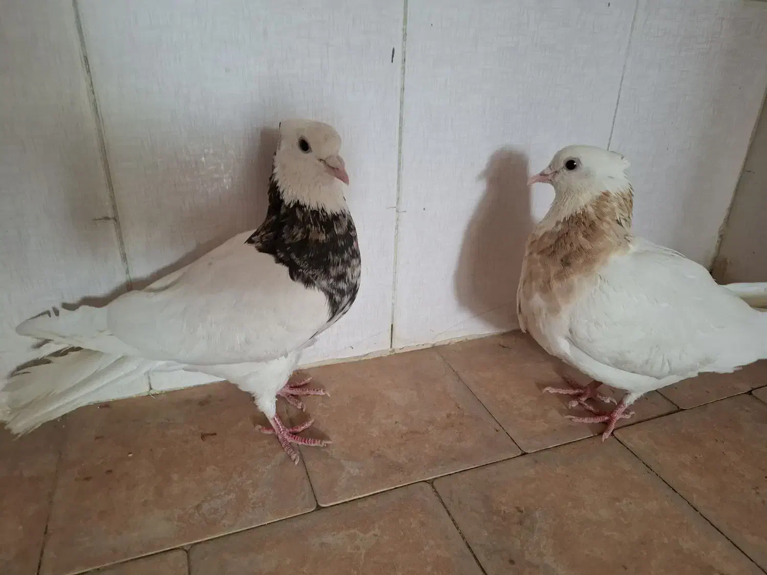 کبوتر|پرنده|نیشابور, منظر|دیوار