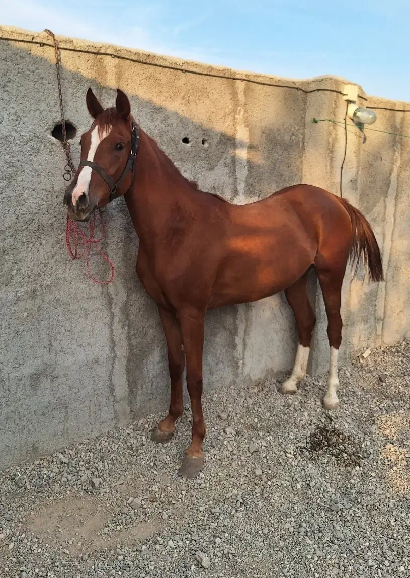 مادیان|اسب و تجهیزات اسب‌سواری|آبیک, |دیوار