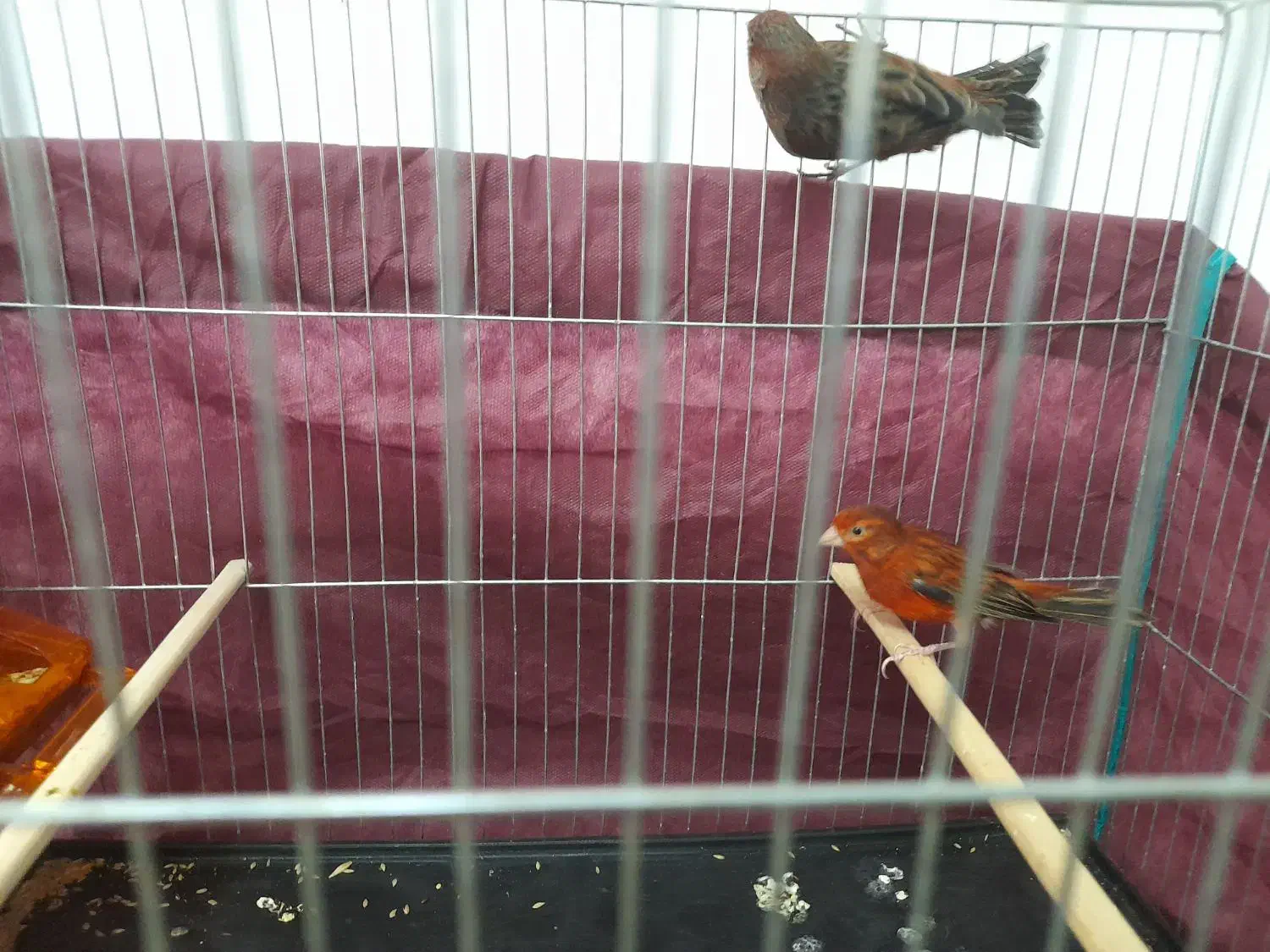 قناری سوخته سرخ|پرنده|کرمان, |دیوار