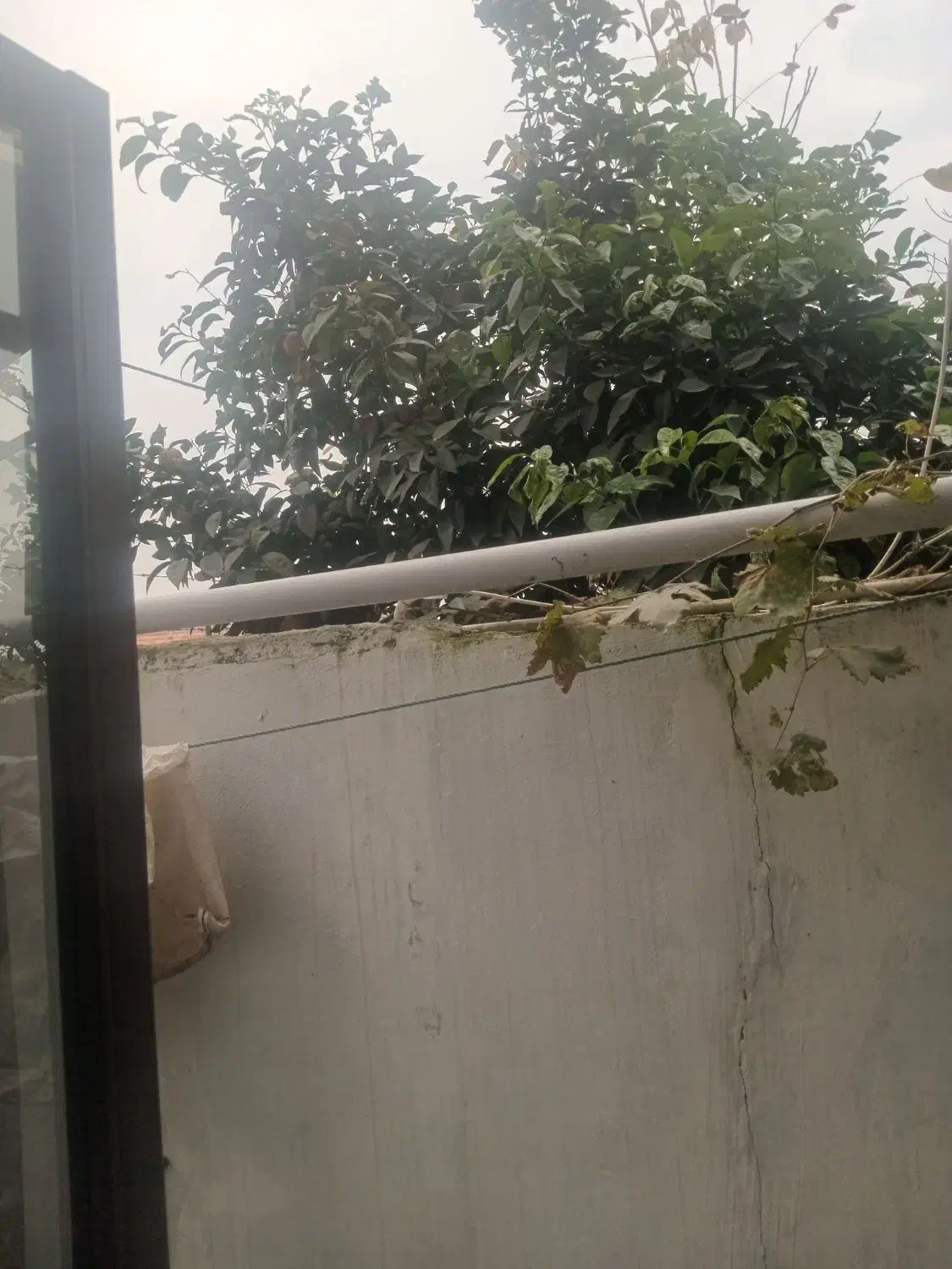 نارنج نارنج نارنج فقط نارنج|خوردنی و آشامیدنی|سرخرود, |دیوار