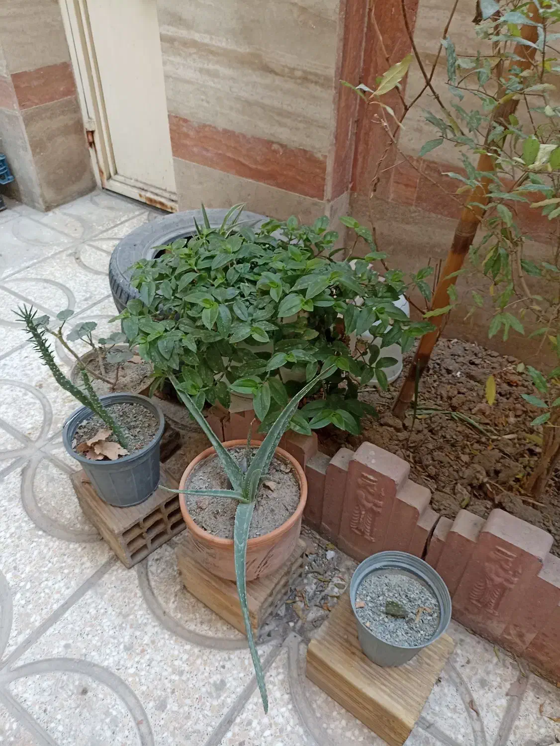 گل طبیعی باگلدان|گل و گیاه طبیعی|کرج, شهرک دریا|دیوار