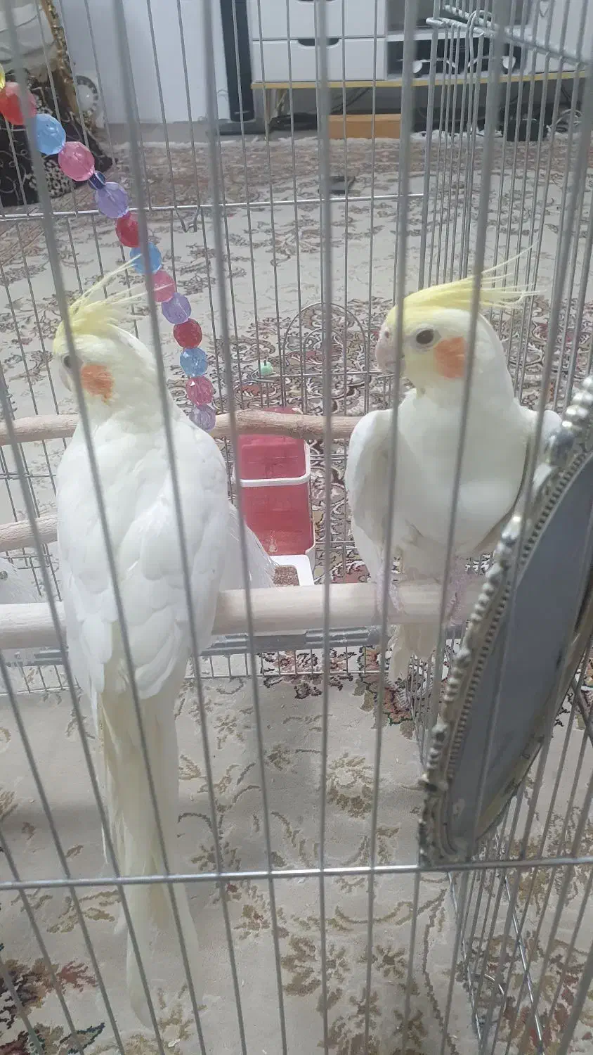 یک جفت عروس هلندی و طوطی برزیلی|پرنده|ری, فیروزآبادی|دیوار