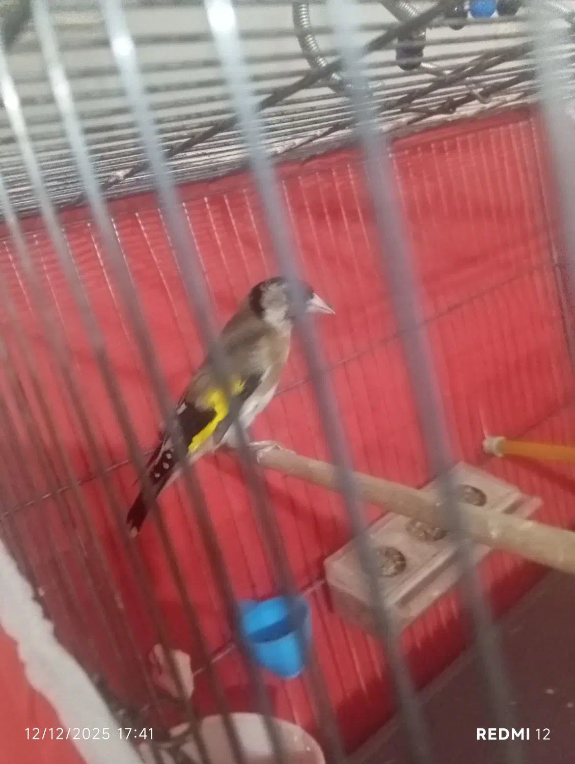 سهره ماده جوجه قفس|پرنده|قصرشیرین, |دیوار