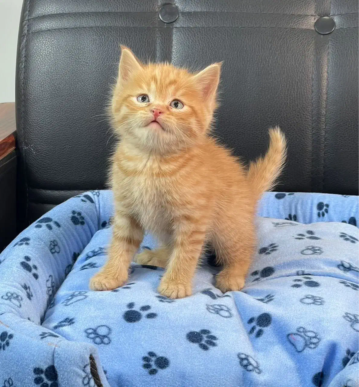 گربه بریتیش حضوری اهواز|گربه|اهواز, کیانپارس |دیوار