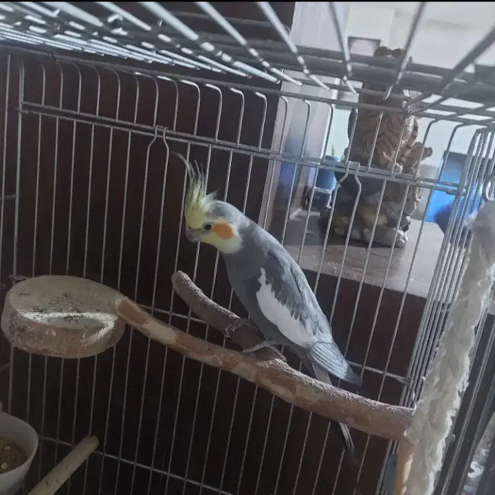 عروس هلندی نر سخنگو|پرنده|چهارباغ, |دیوار