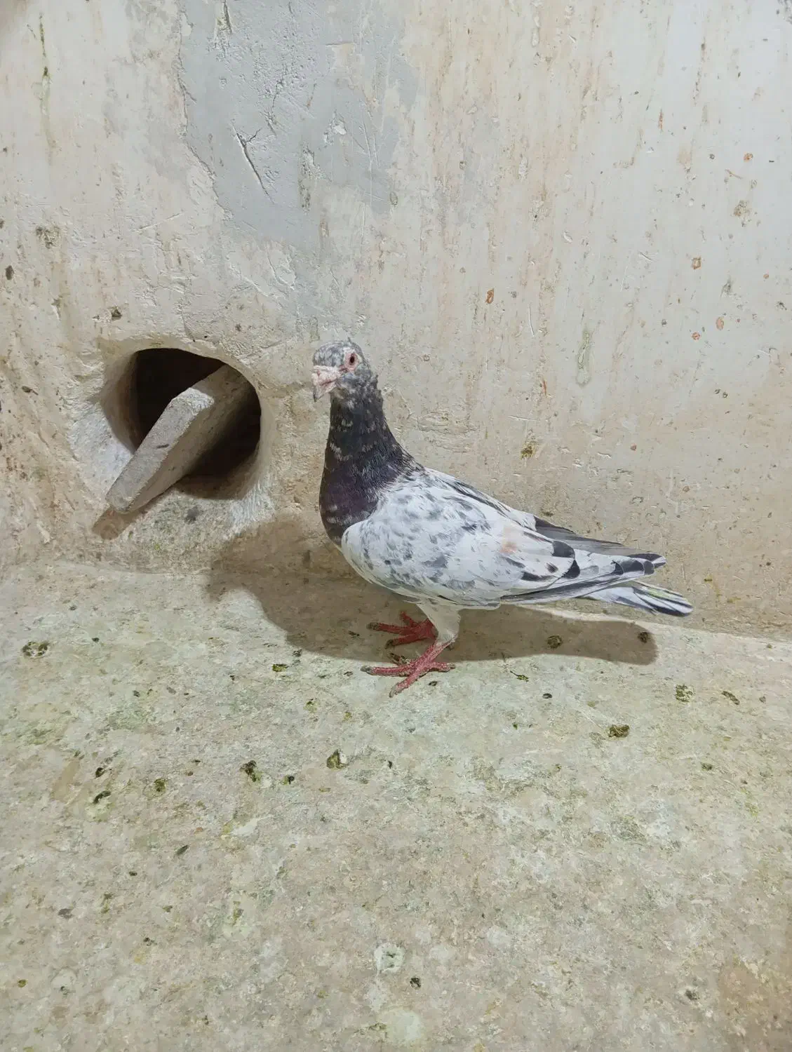 سار هفترنگ قره پولکی سبز|پرنده|مشهد, شهید قربانی|دیوار