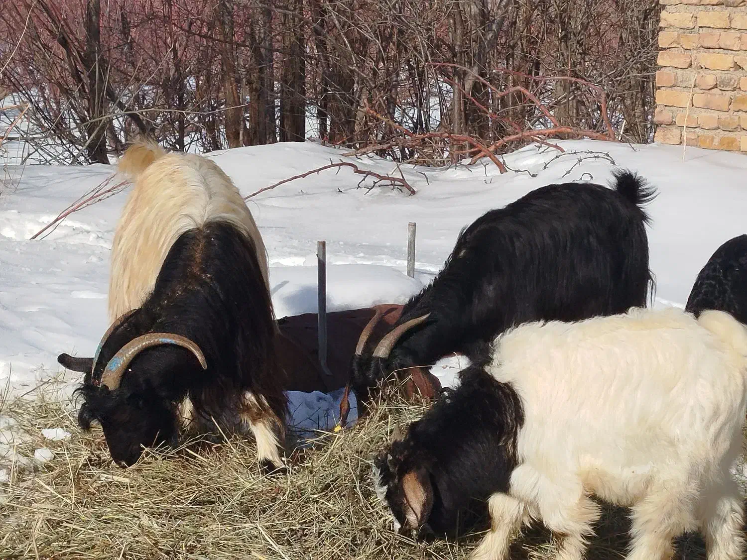 بز وبزغاله|حیوانات مزرعه|سیلوانه, |دیوار