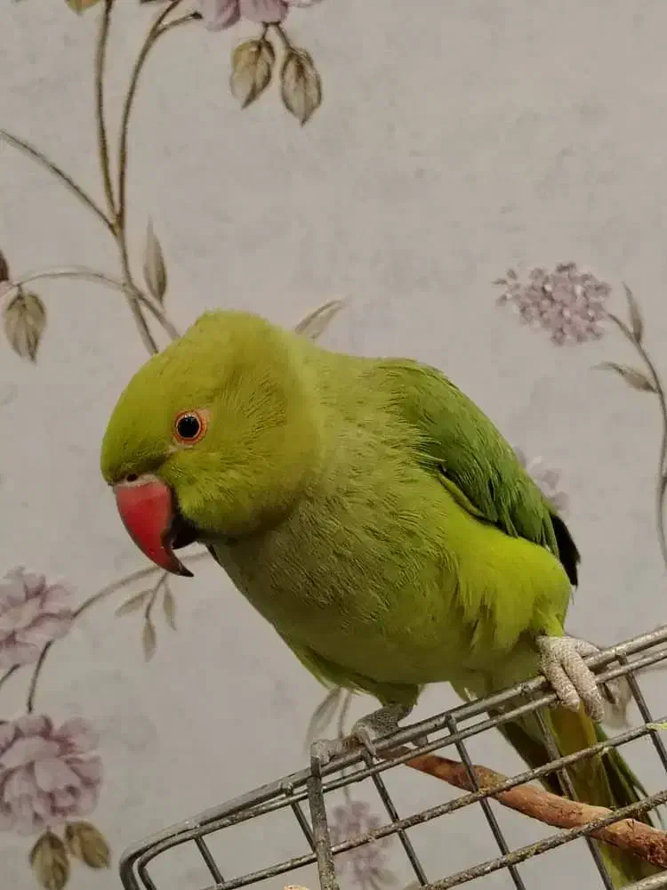 طوطی ملنگو|پرنده|نجف‌آباد, شریعتی غربی|دیوار