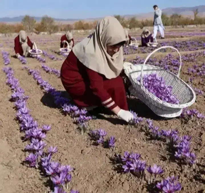 استخدام نیروجهت بسته بندی|استخدام صنعتی، فنی، مهندسی|ساری, |دیوار