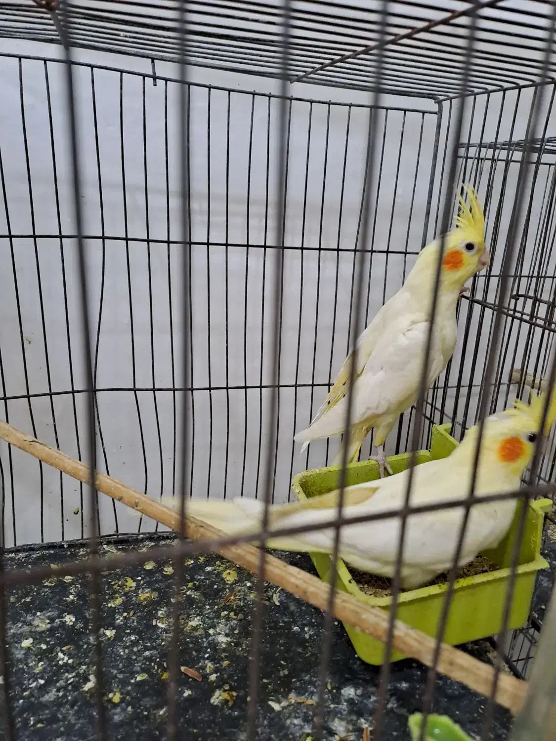 عروس هلندی|پرنده|رشت, آب آسیاب|دیوار