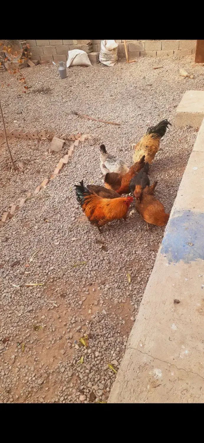 فروشی|حیوانات مزرعه|آذرشهر, |دیوار