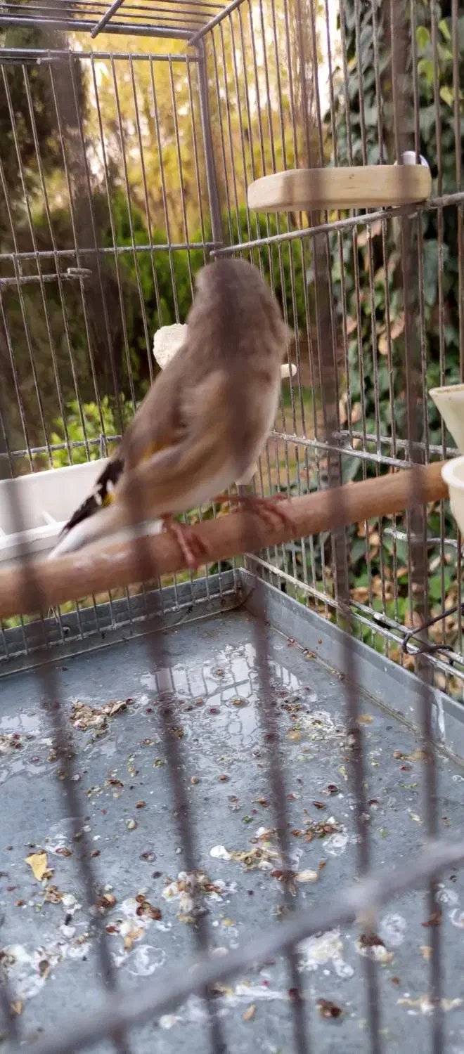 سهره کرمونی بخون معاوضه|پرنده|شهریار, اصیل آباد|دیوار