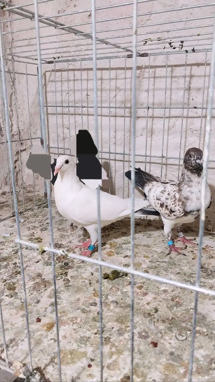 پابند کبوتر|بدلیجات|فردوس (خراسان), |دیوار