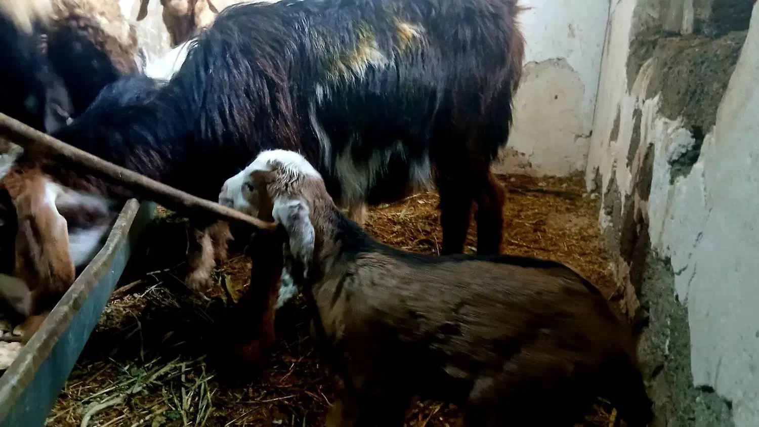 بز جوان با بزغاله|حیوانات مزرعه|انزل, |دیوار