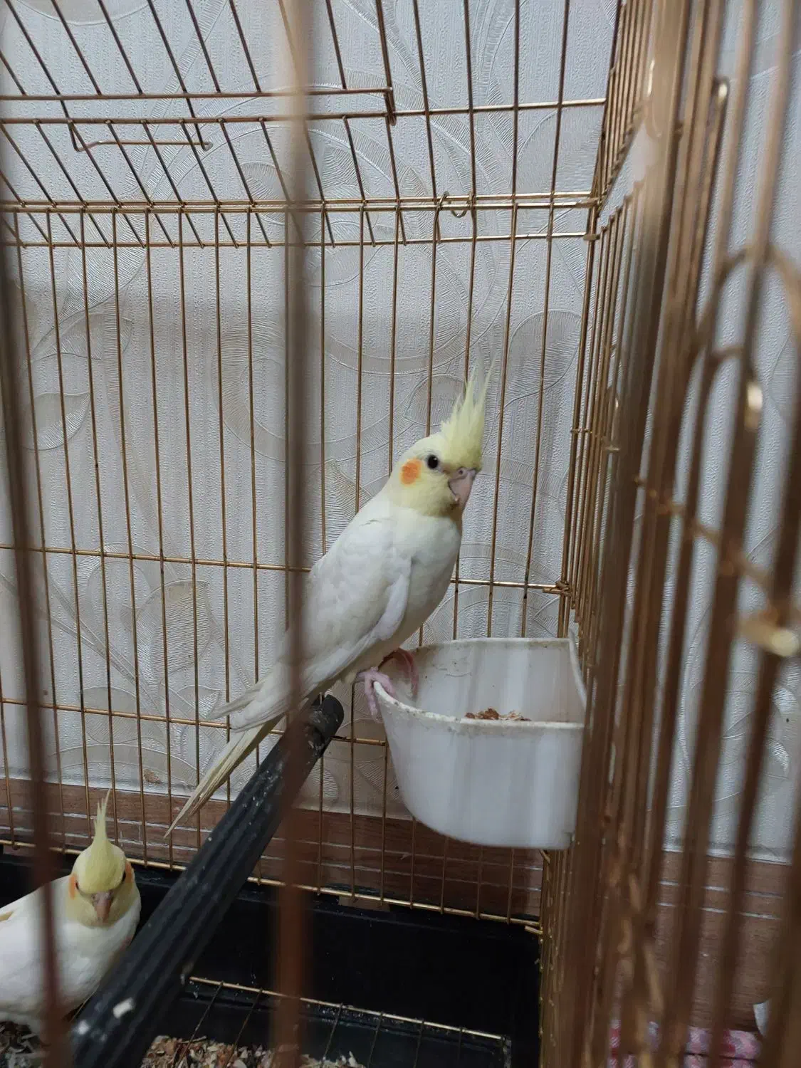 عروس هلندی|پرنده|قم, پردیسان|دیوار